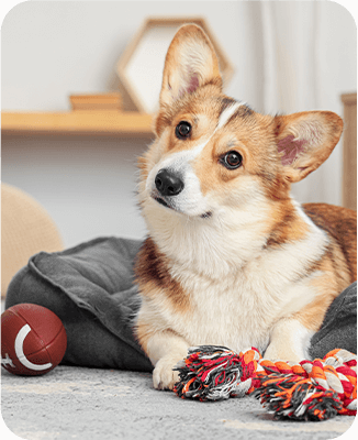 Seguro de viaje que cubre mascotas. RedTravel Redbridge incluye cobertura veterinaria